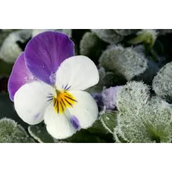 Traditional Pansy Plant 8a-pansy plant-3942283-59199.webp
